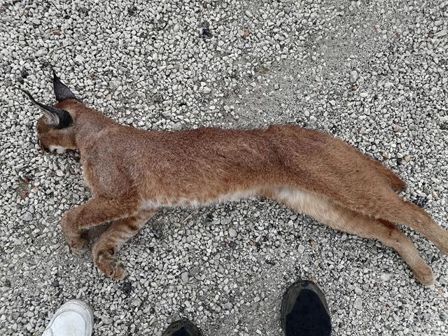 Seydikemer’de Araç Çarpması Sonucu “Karakulak” Öldü (14) (Copy)