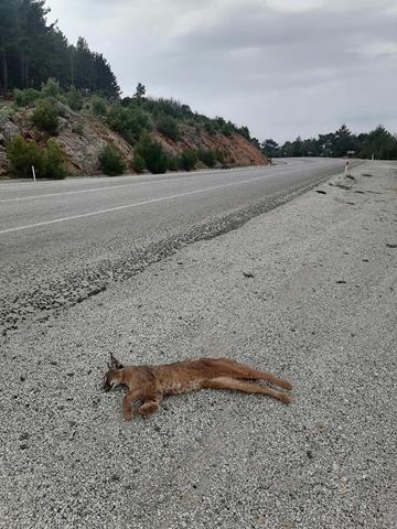 Seydikemer’de Araç Çarpması Sonucu “Karakulak” Öldü (8) (Copy)