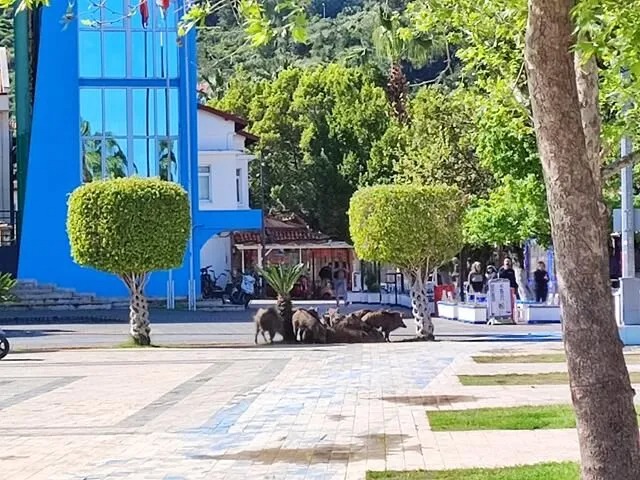 Fethiye Belediye Meclisi’nde ‘Yaban Domuzları’ Tartışıldı (6) (Copy)