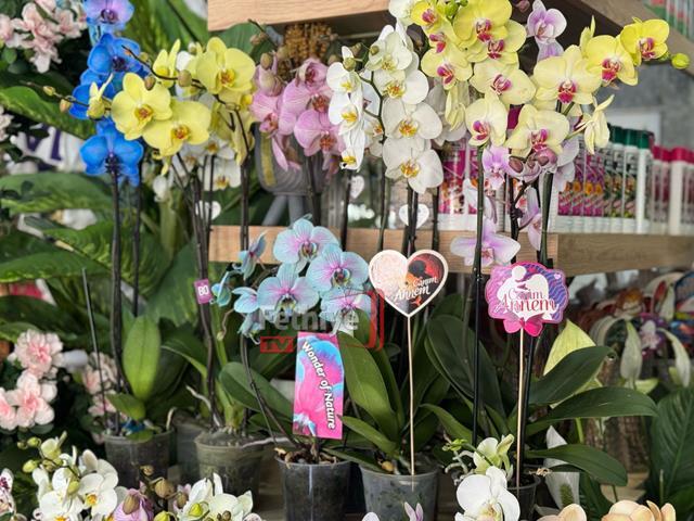 Fethiye’de Çiçekçiler Anneler Günü’ne Hazırlandı (14) (Copy)