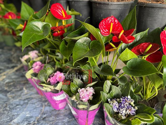 Fethiye’de Çiçekçiler Anneler Günü’ne Hazırlandı (5) (Copy)