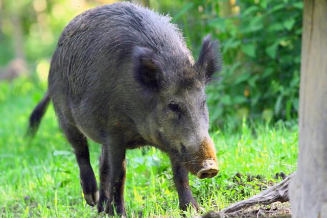 Fethiye’de Yaban Domuzları İçin Önlem Alınacak (1) (Copy)