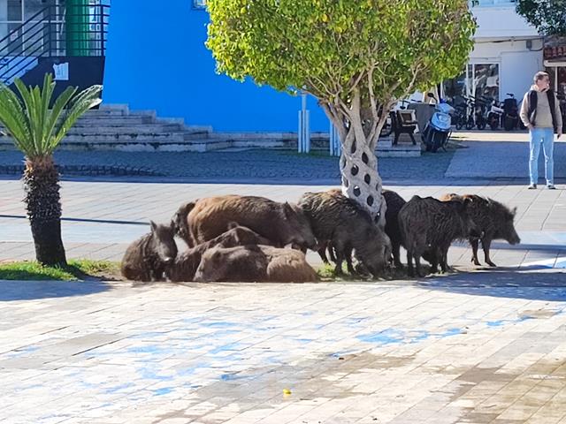 Fethiye’de Yaban Domuzları İçin Önlem Alınacak (2) (Copy)