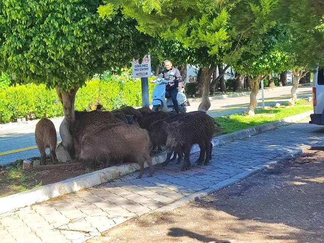Fethiye’de Yaban Domuzları İçin Önlem Alınacak (6) (Copy)