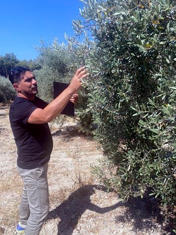 Fethiye Ve Seydikemer’de Zeytinciliği Geliştirme Projesi Devam Ediyor (4) (Copy)