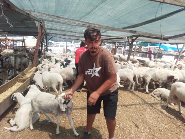 Fethiye’de Kurbanlık Satışları Hareketlendi (5) (Copy)