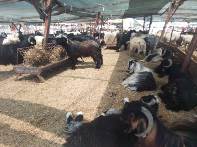 Fethiye’de Kurbanlık Satışları Hareketlendi (8) (Copy)