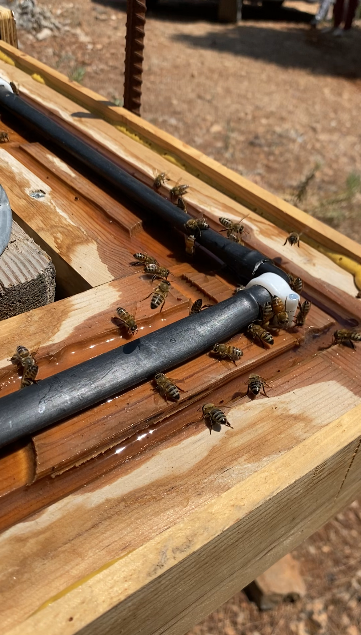 Arı Su Içme Noktaları (1)