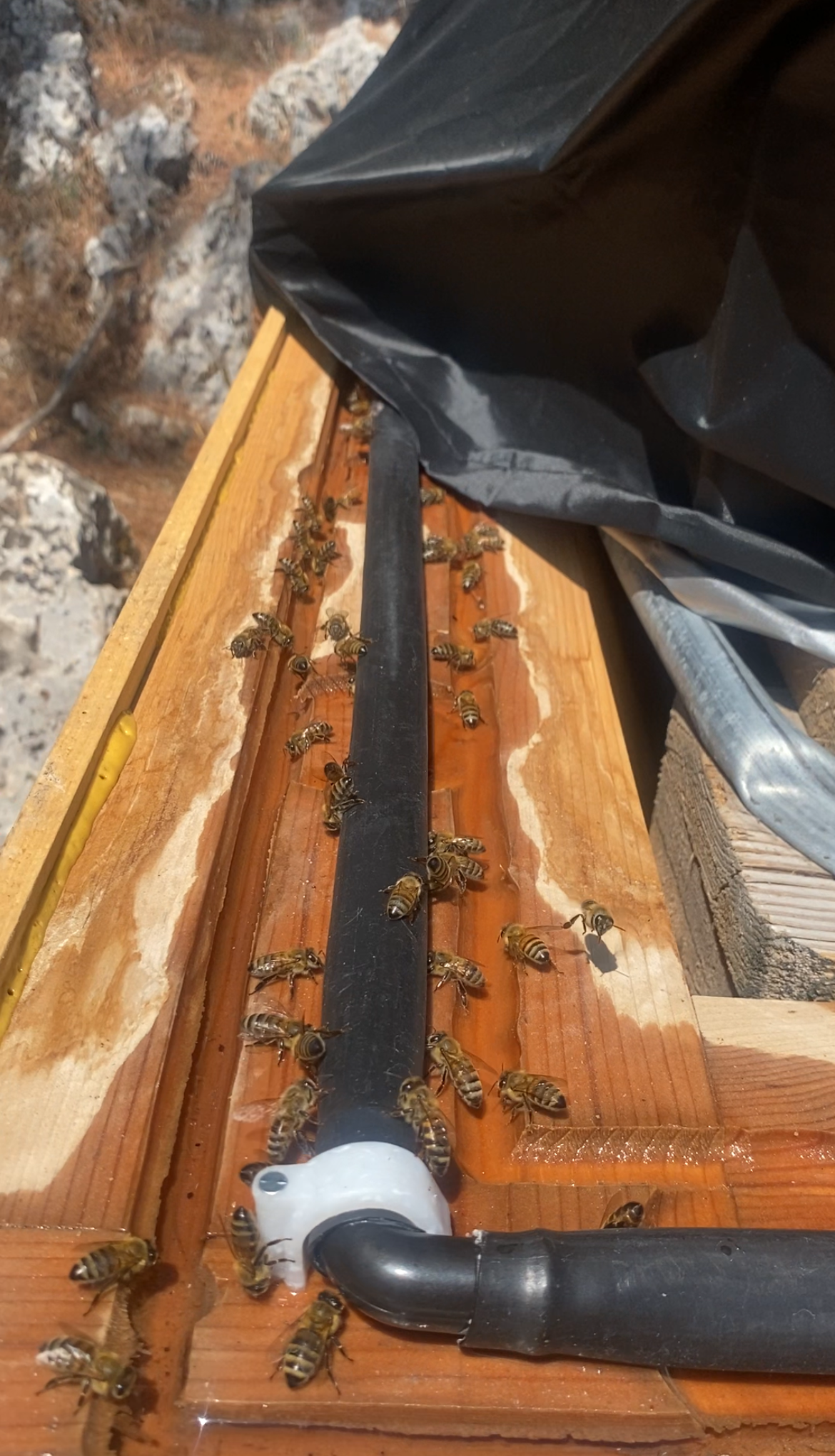 Arı Su Içme Noktaları (3)