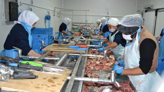 Fethiye’de Üretilen “Kırmızı Alabalıklar” Abd Ve Avrupa Ülkelerine İhraç Ediliyor (1)