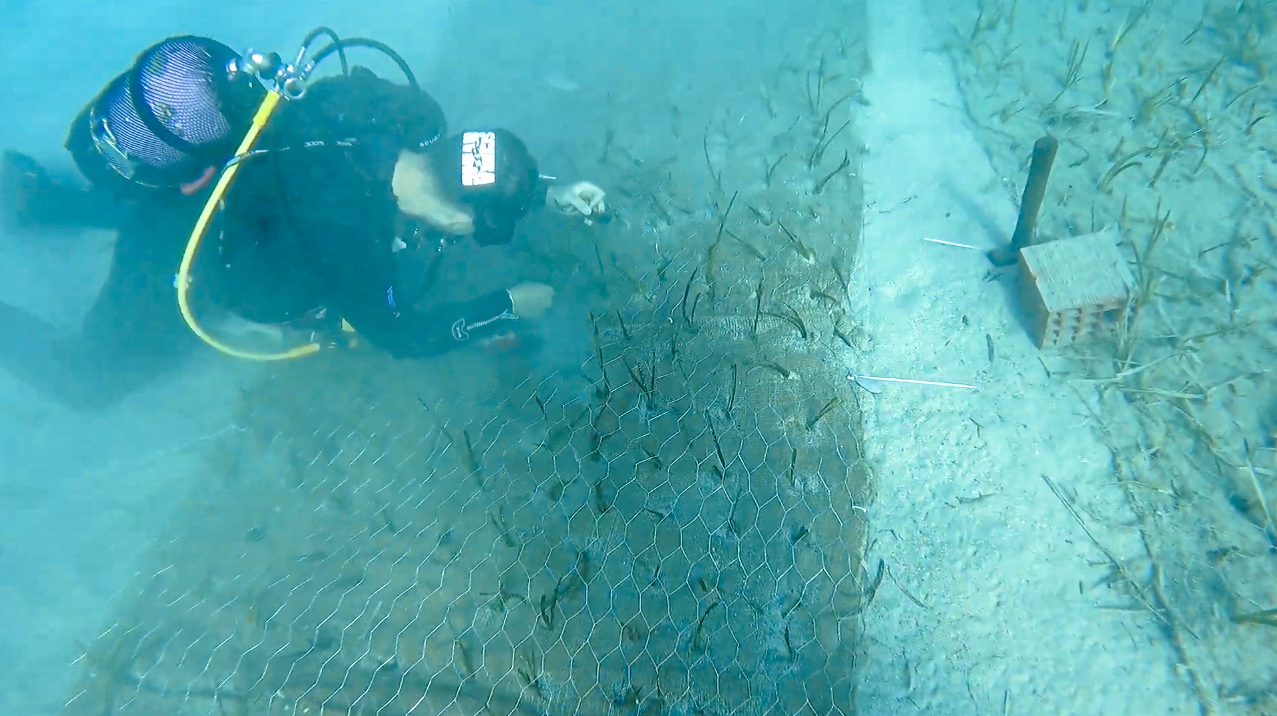 Göcek'te 2 Bin Yaşında Deniz Çayırı Keşfedildi (3)