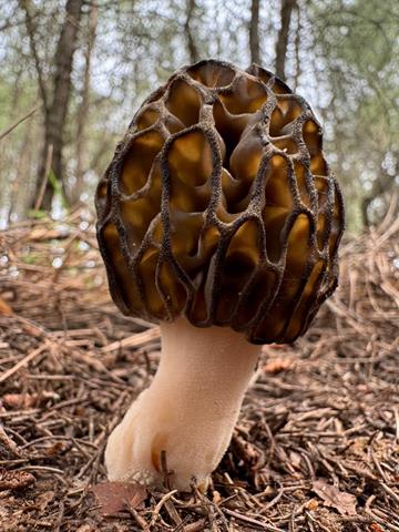 Kuzugöbeği Mantarı (Copy)