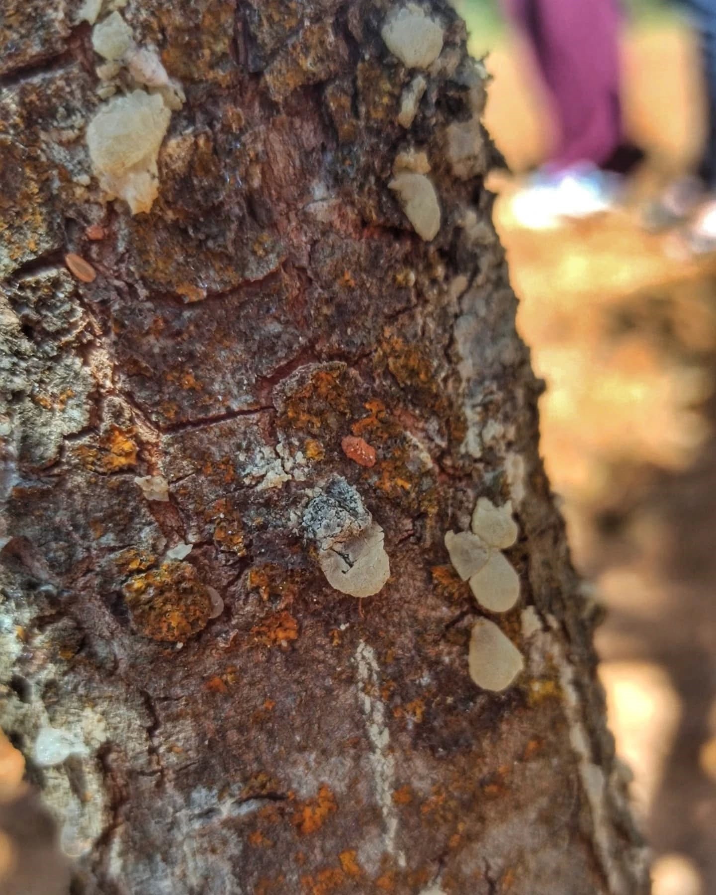 Sakiz Hasadi Başladi (2)