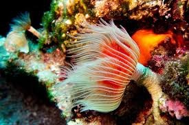 Altın Palet Sualtı Görüntüleme Türkiye Şampiyonası Fethiye’de Başlıyor (3)