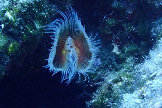 Altın Palet Sualtı Görüntüleme Türkiye Şampiyonası Fethiye’de Başlıyor (4)