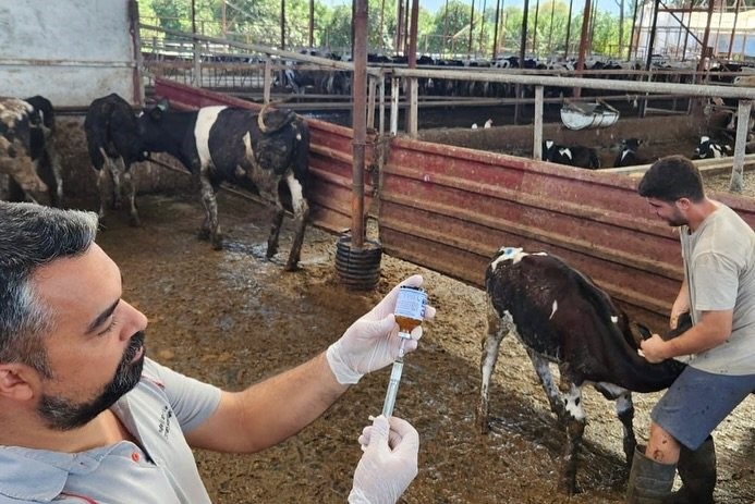 Muğla'da Şap Hastalığıyla Mücadele Hız Kesmiyor (2)