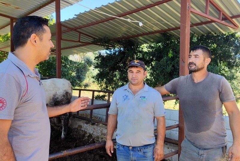 Muğla'da Şap Hastalığıyla Mücadele Hız Kesmiyor (4)