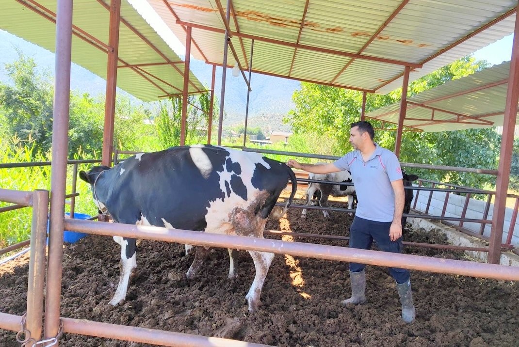 Muğla'da Şap Hastalığıyla Mücadele Hız Kesmiyor (5)