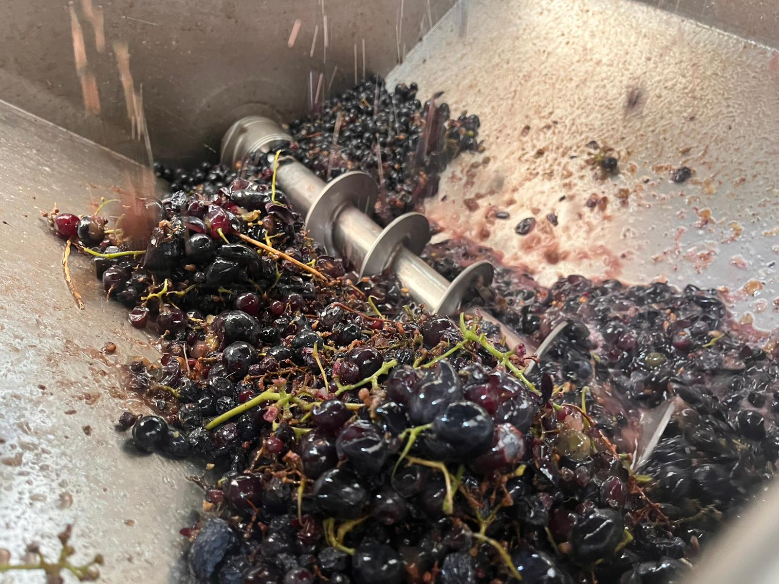 Büyükşehir’den Bağcılığa Modern Dokunuş (2)