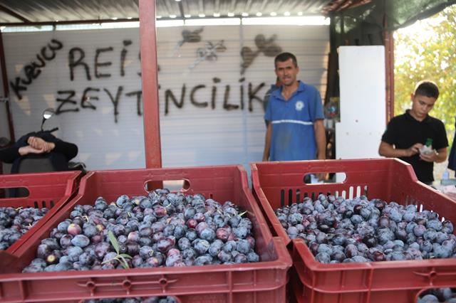 Fethiye’de Zeytin Hasadı Başladı (1) (Copy)