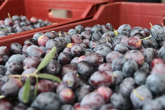 Fethiye’de Zeytin Hasadı Başladı (3) (Copy)
