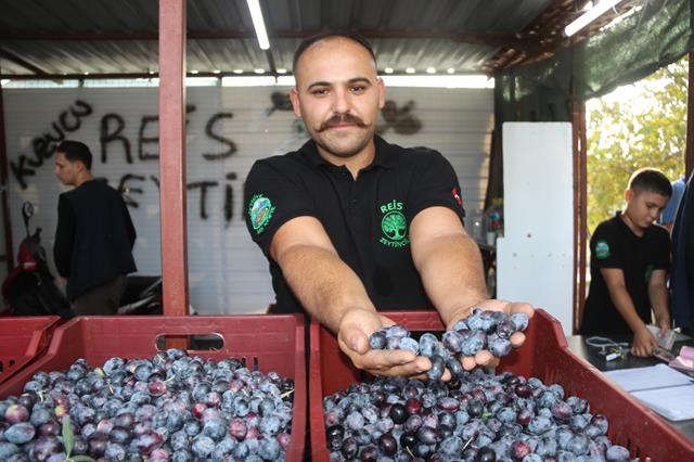 Fethiye’de Zeytin Hasadı Başladı (5) (Copy)