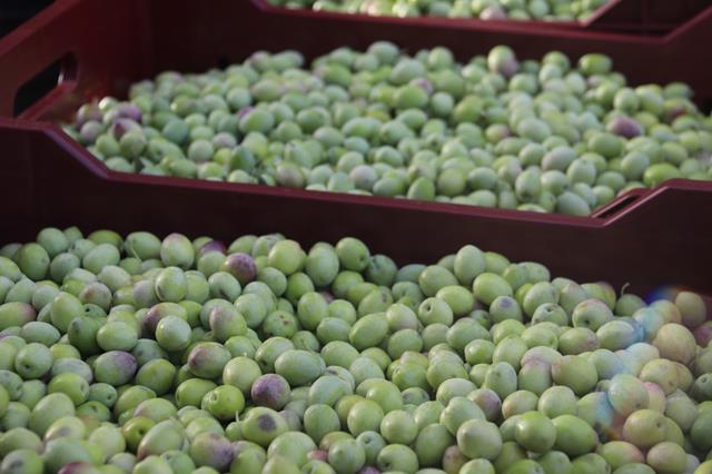 Fethiye’de Zeytin Hasadı Başladı (8) (Copy)