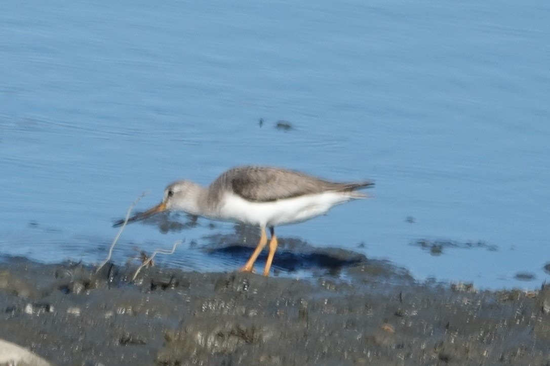 Muğla’da İlk Kez Fethiye’de Görüldü (4)