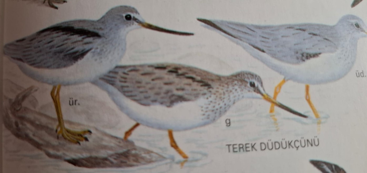 Muğla’da İlk Kez Fethiye’de Görüldü (7)