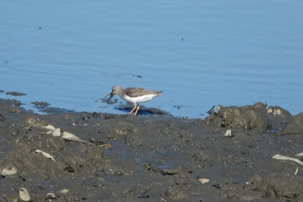 Muğla’da İlk Kez Fethiye’de Görüldü (8)