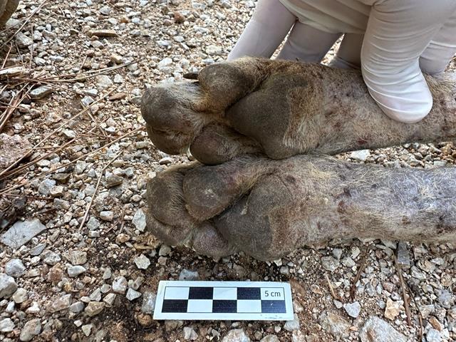 Whatsapp Image 2025 10 11 At 10.47.39 (1) (Copy)