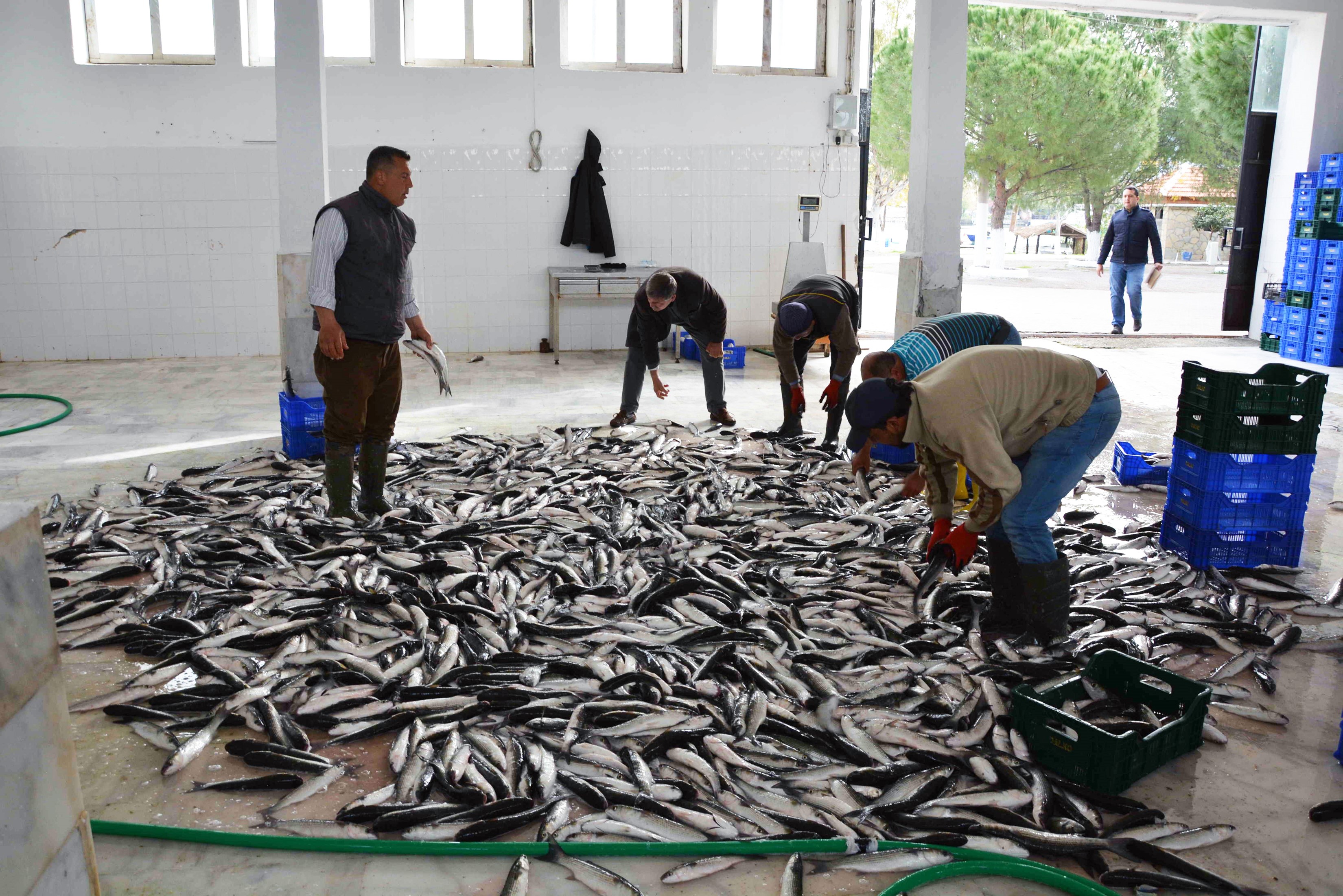 10 Ayda 618 Milyon Dolar Balık İhracatı (1)