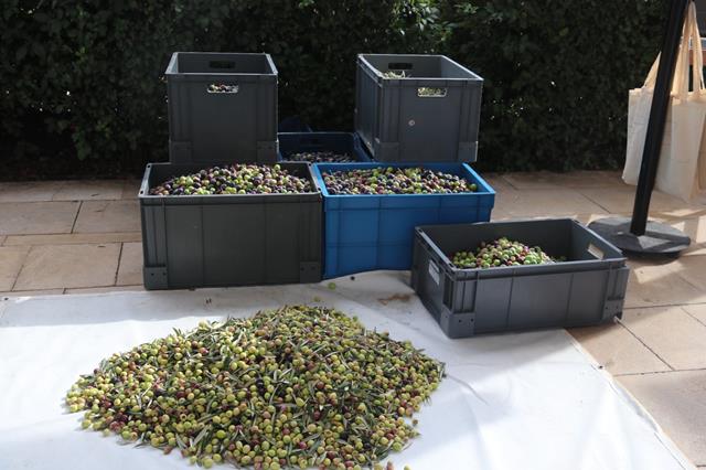 Whatsapp Image 2025 11 11 At 17.34.58 (1) (Copy)