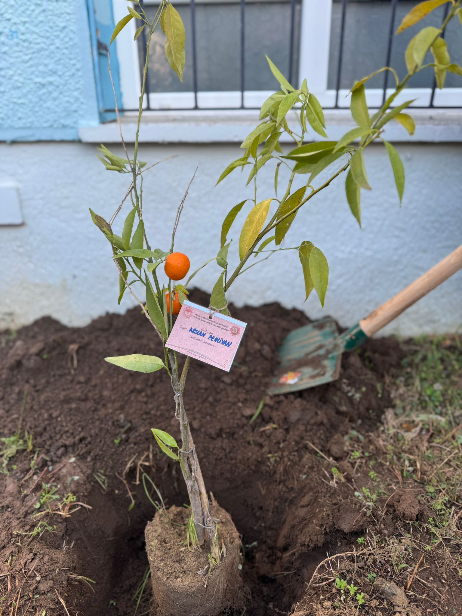 Atatürk Ortaokulu Bahçesine Meyve Ağaçları Dikildi (7)