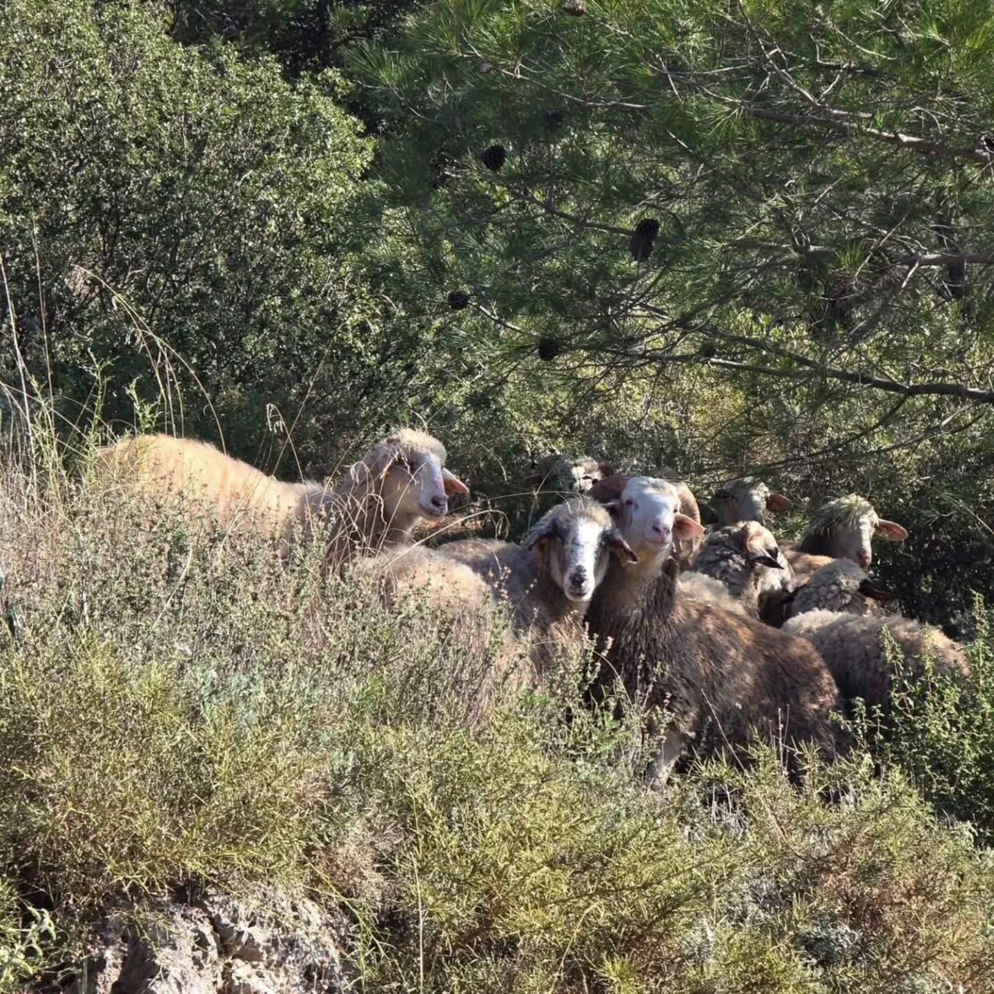 Kayaköy’de Kaybolan 20 Koyun Drone Destekli Arama İle Bulundu (2)