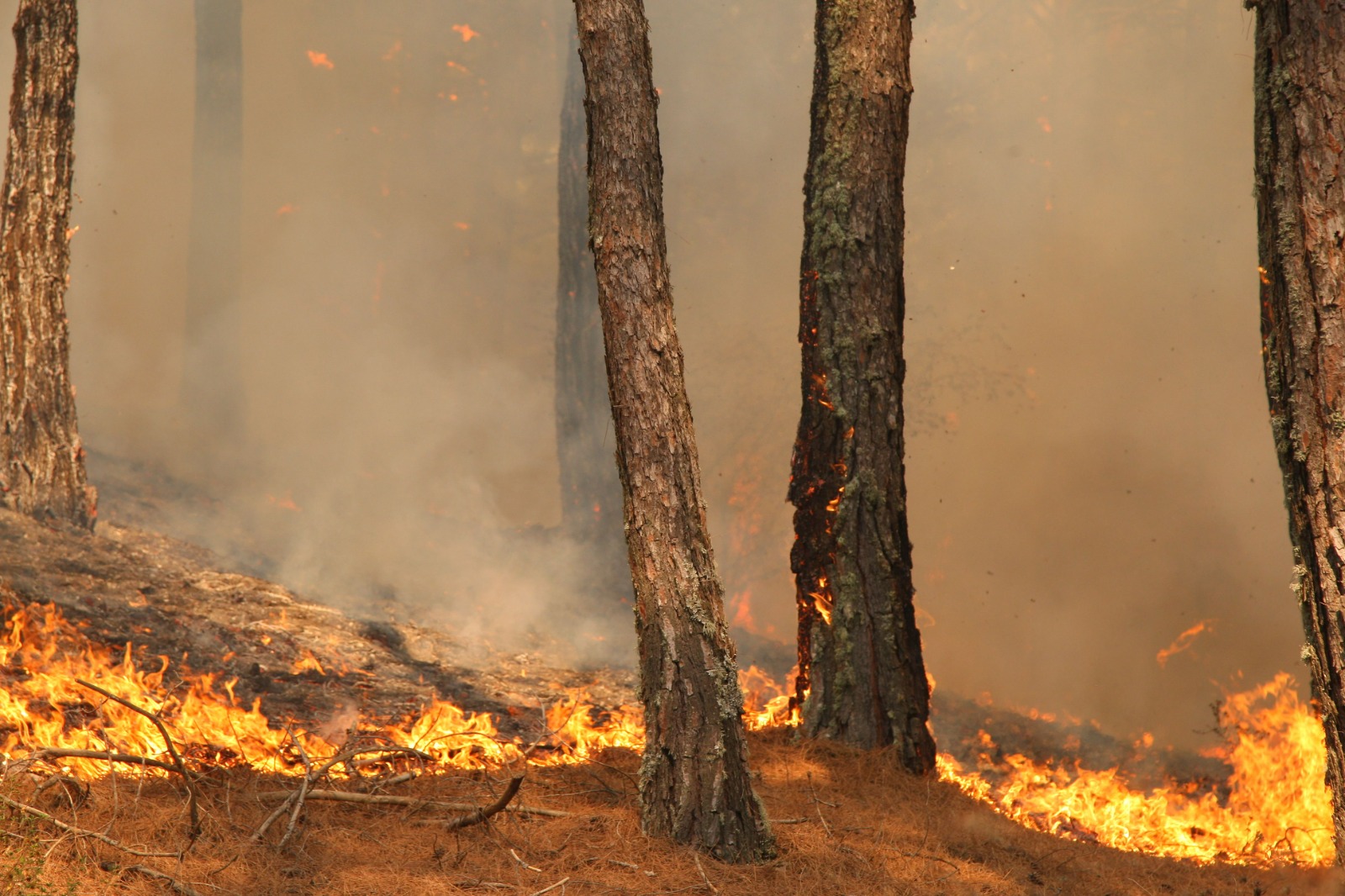 3 Yılda Yaklaşık 6 Bin Hektar Alan Kül Oldu (13)