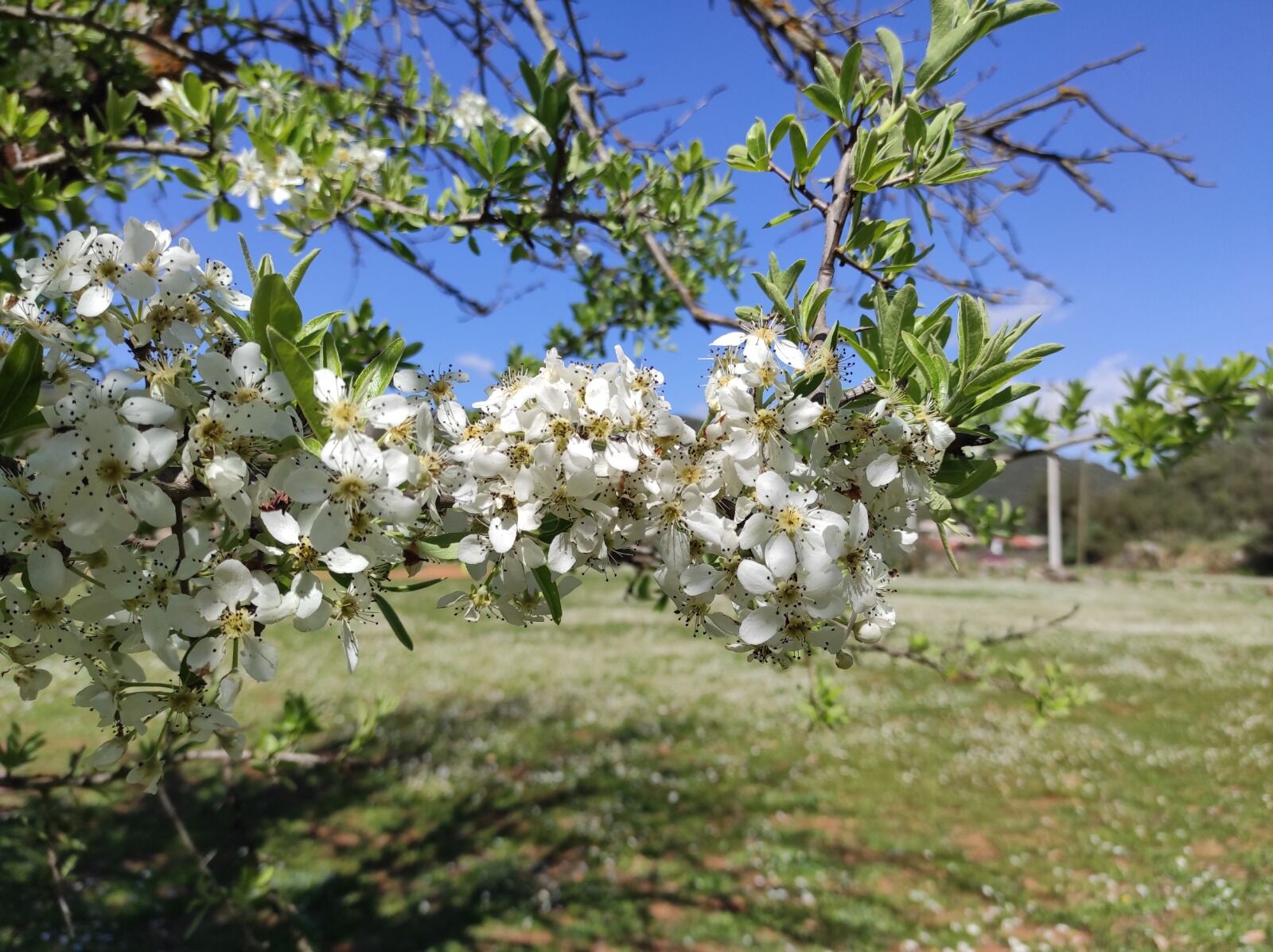 Fethiye’de Baharın İlk İzleri Görülmeye Başladı (1)