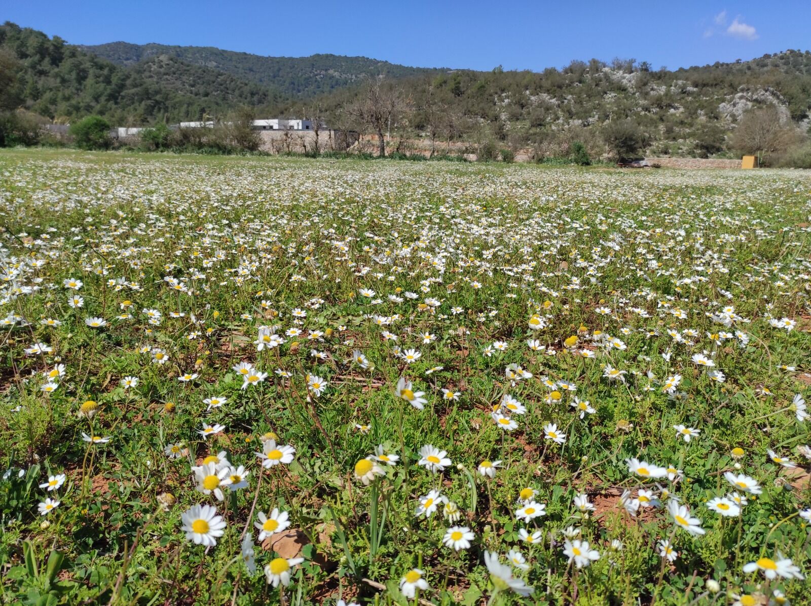 Fethiye’de Baharın İlk İzleri Görülmeye Başladı (3)