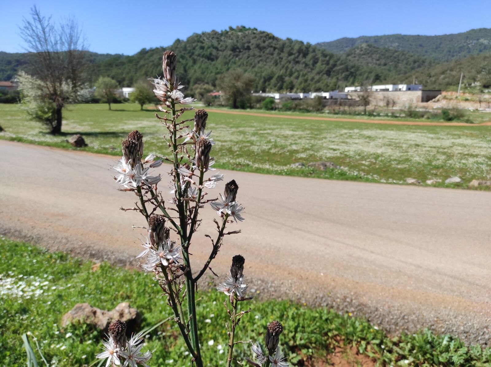Fethiye’de Baharın İlk İzleri Görülmeye Başladı (4)