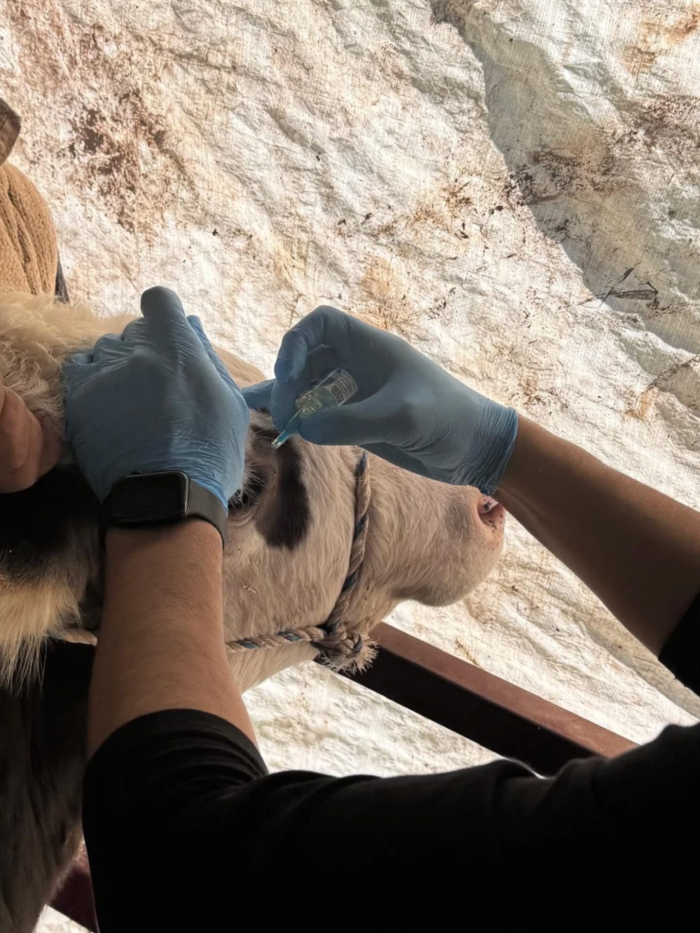 Fethiye’de Hayvan Sağlığı İçin Seferberlik (1)