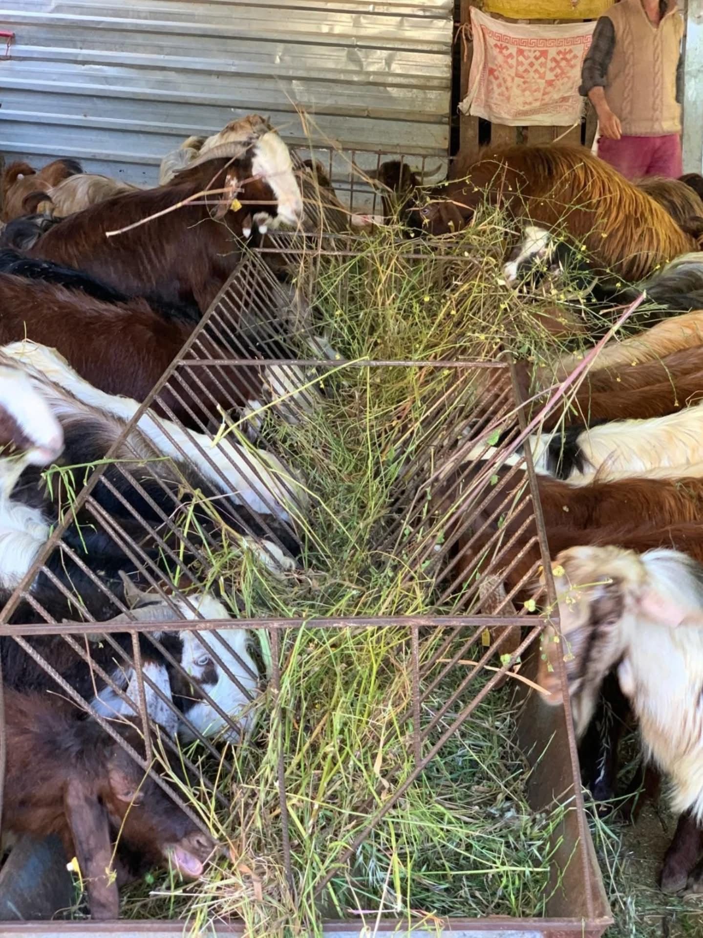 Fethiye’de Hayvan Sağlığı İçin Seferberlik (2)