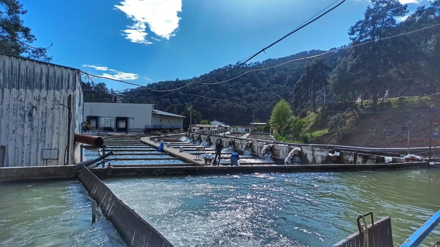 Fethiye’den Hollanda’ya Gönderilecek Alabalıklar Denetlendi (3)