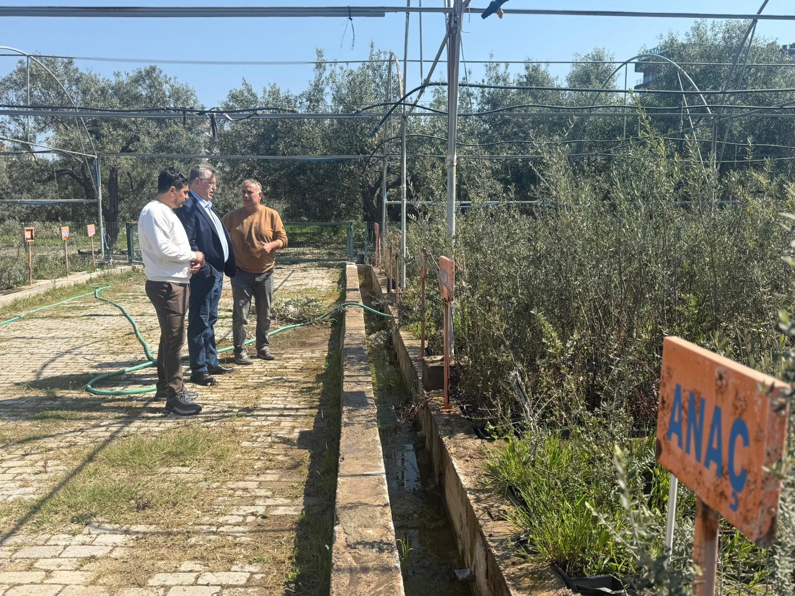 Ftso’dan ‘Fethi̇ye Zeyti̇nyaği’ İçi̇n Coğrafi̇ İşaret Adimi (1)