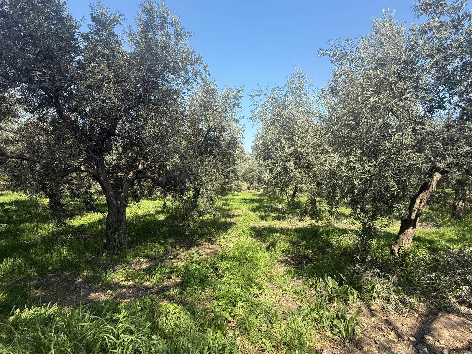 Ftso’dan ‘Fethi̇ye Zeyti̇nyaği’ İçi̇n Coğrafi̇ İşaret Adimi (3)