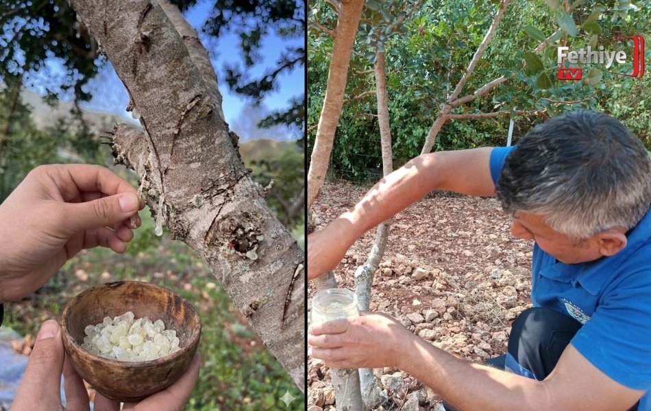 Fethiye’de Sakız Ağacı Deneme Bahçesi Dikkat Çekiyor