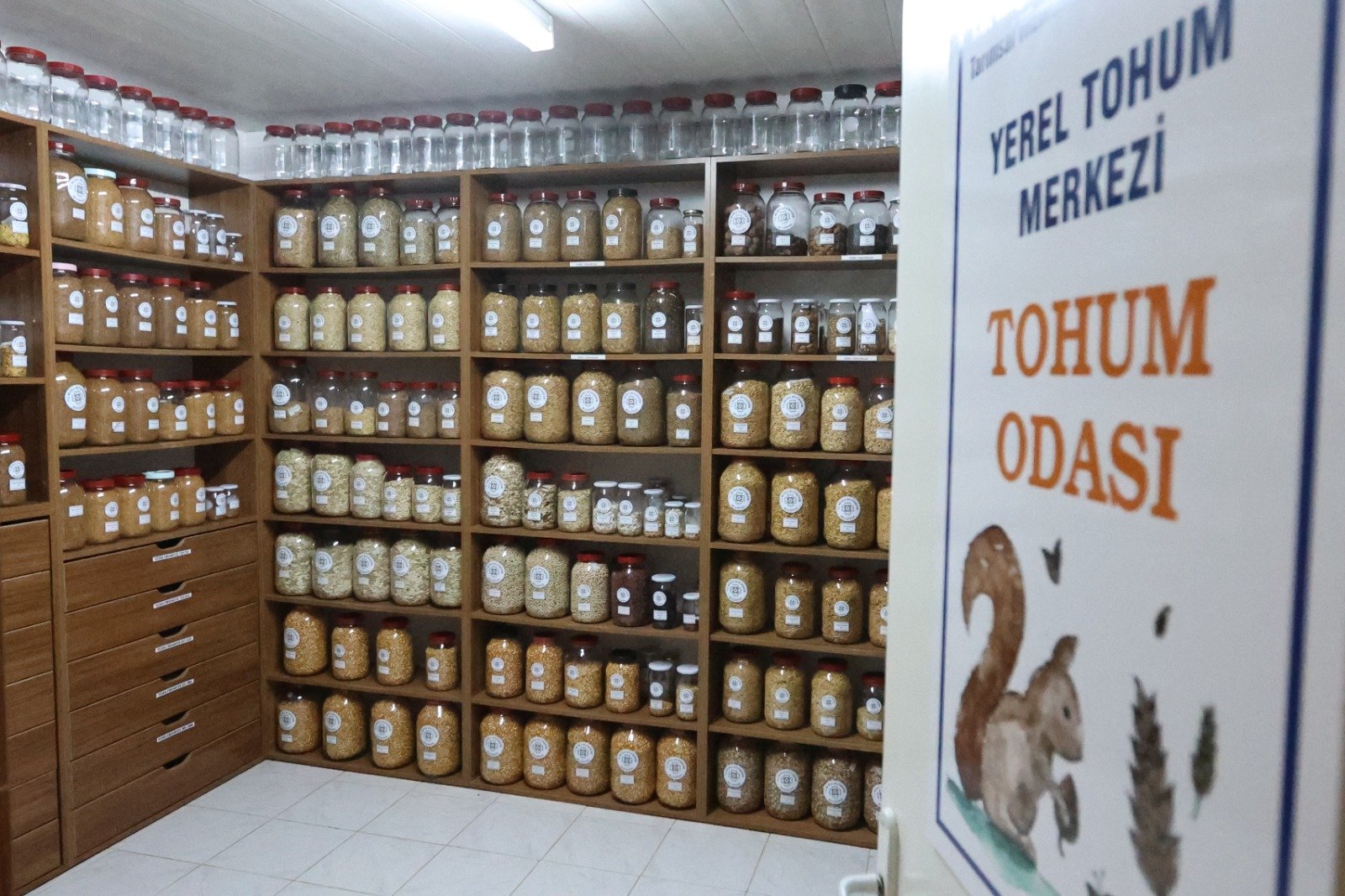 Muğla’nın Ata Tohumları Ülke Toprakları Ile Buluşmaya Devam Ediyor (2)