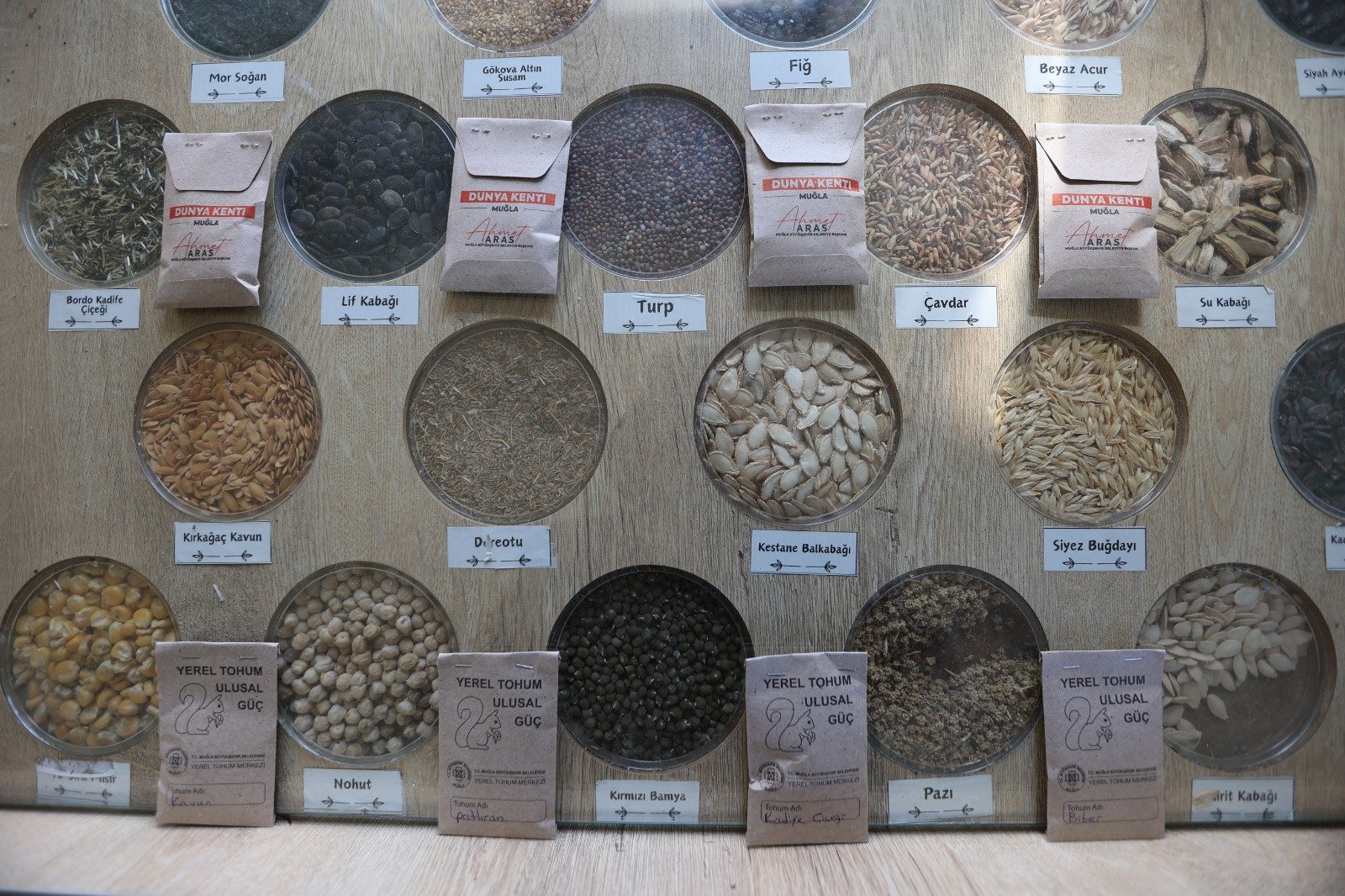 Muğla’nın Ata Tohumları Ülke Toprakları Ile Buluşmaya Devam Ediyor (4)