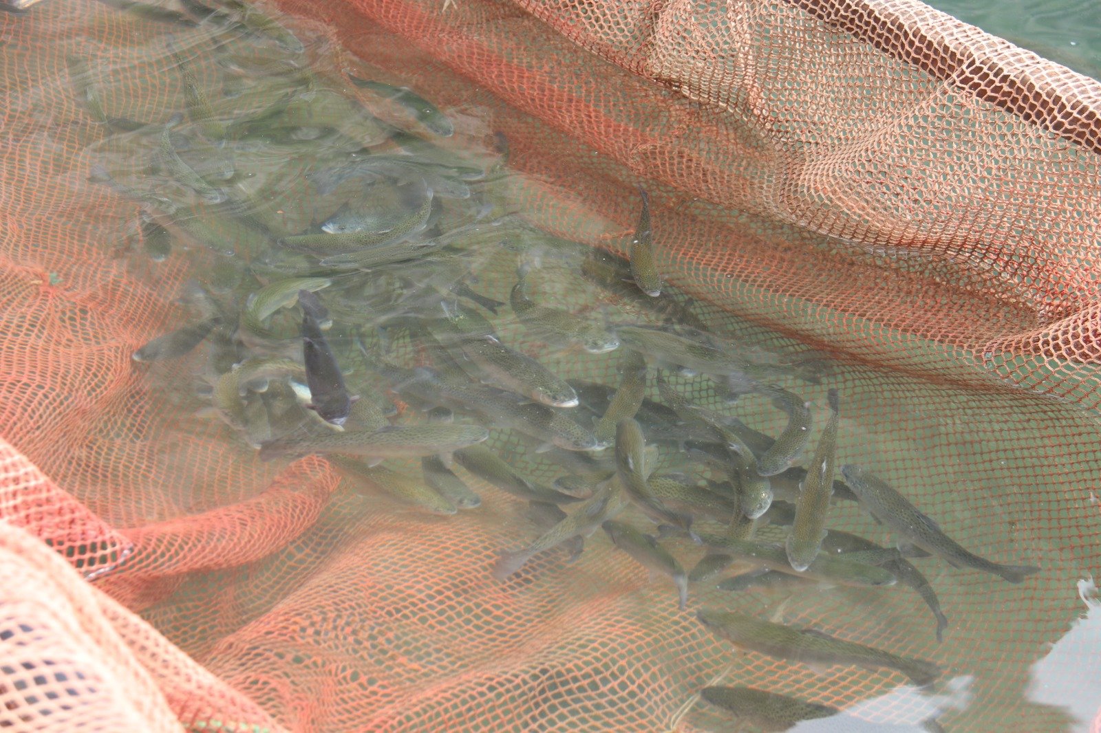 Seydi̇kemer’deki̇ Sel Felaketi̇ Alabalik Tesi̇sleri̇ni̇ Vurdu 100 Mi̇lyon Tl Zarar (6)