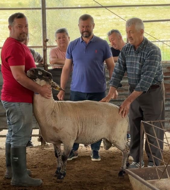 Karaca Kurbanlıkta Kurbanlıklar Satışta (3)