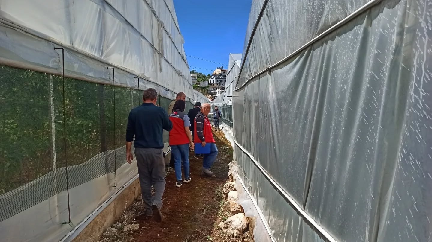 Karaçulha’da Seralara Domuz Saldırısı (14)